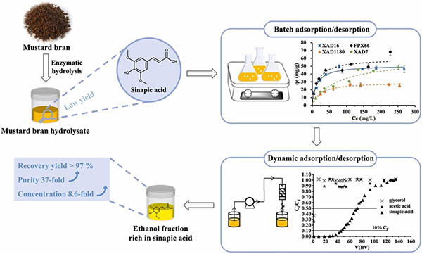 Purification of sinapic acid from mustard bran enzymatic hydrolysate by adsorption on macroporous resins