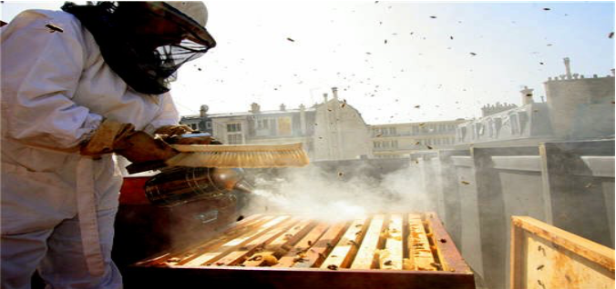 Electronic bee smoker