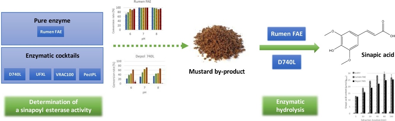 Simultaneous extraction and enzymatic hydrolysis of mustard bran for the recovery of sinapic acid