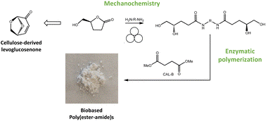 Sustainable mechanosynthesis of diamide tetraols monomers and their enzymatic polymerization