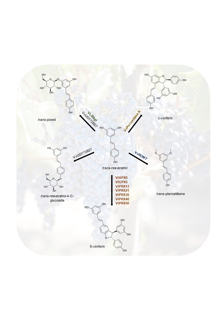 Key-enzymes involved in the biosynthesis of resveratrol-based stilbenes in Vitis spp.: a review