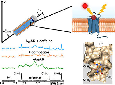 Development of an In Situ G Protein-Coupled Receptor Fragment Molecule Screening Approach with High-Resolution Magic Angle Spinning Nuclear Magnetic Resonance