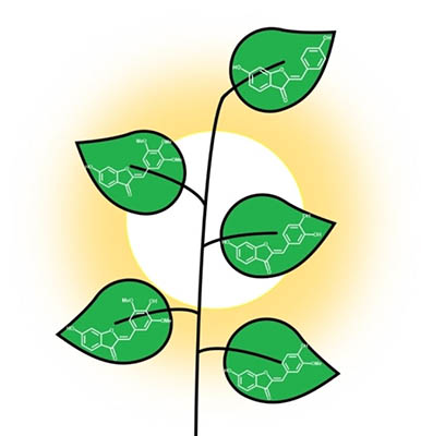 Environment-Dependent Ultrafast Photodynamics of Aurone Derivatives for the Photoprotection of Agrochemicals