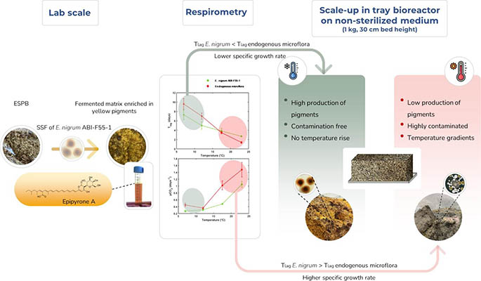 Pigments production from a newly isolated psychrotrophic strain of Epicoccum nigrum grown on non-sterile exhausted sugar beet pulp through solid state fermentation