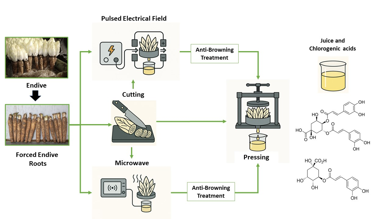 The Impact of Thermal and Electrical Pretreatments and Antibrowning Solution on the Chlorogenic and Dicaffeoylquinic Acid Extraction Yield from Endive Roots