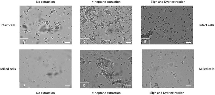 Comprehensive lipid profiling of <i>Microchloropsis gaditana</i> by liquid chromatography - (tandem) mass spectrometry: Bead milling and extraction solvent effects