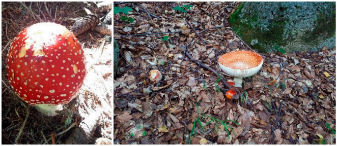 Amanita muscaria: Ecology, Chemistry, Myths