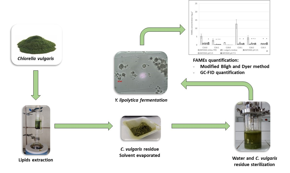 Evaluation of the Potential of Lipid-Extracted <i>Chlorella vulgaris</i> Residue for <i>Yarrowia lipolytica</i> Growth at Different pH Levels