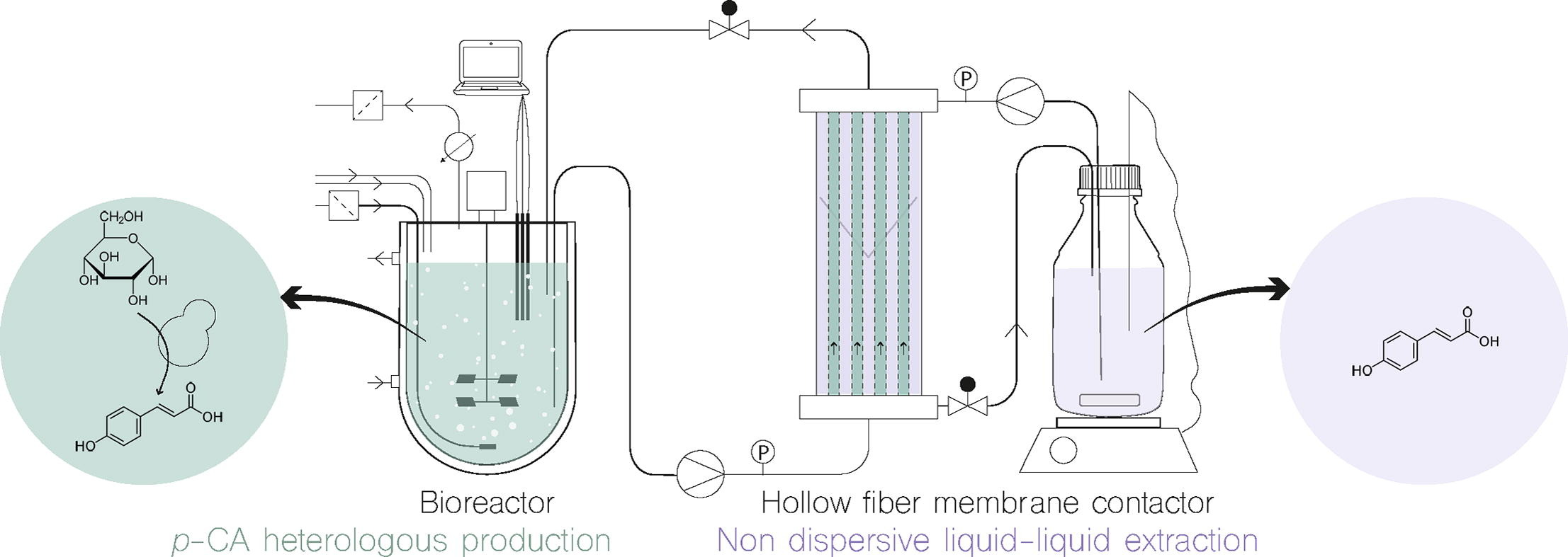 In-stream product recovery of <i>p</i>-coumaric acid heterologously produced: implementation of a continuous liquid-liquid extraction assisted by hollow fiber membrane contactor