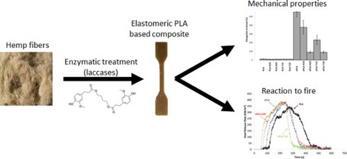 Fire testing and mechanical properties of neat and elastomeric polylactic acid composites reinforced with raw and enzymatically treated hemp fibers