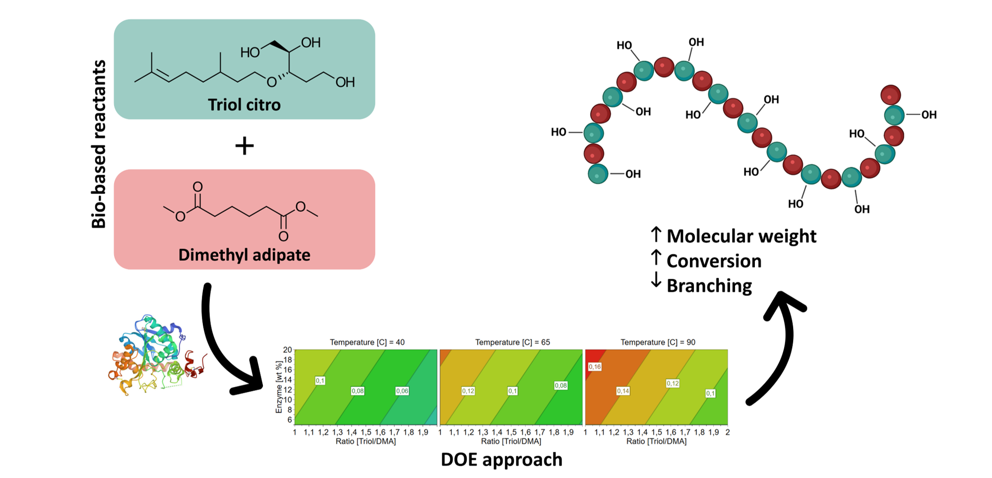 Controlled Enzymatic Synthesis of Polyesters Based on a Cellulose-derived Triol Monomer: A Design of Experiment approach